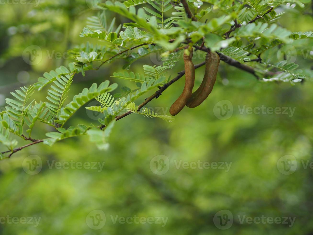 tamarindo frutta acida e dolce che fiorisce in giardino sullo sfondo della natura, fabaceae foto