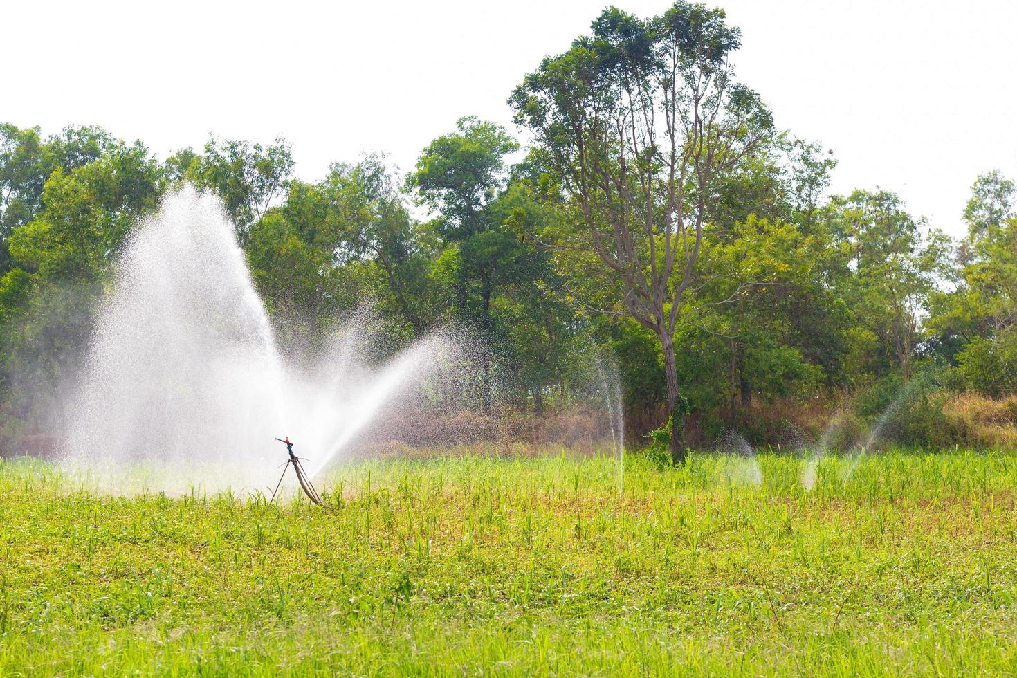 sistemi di irrigazione agricola che stanno annaffiando la fattoria su sfondo bianco foto