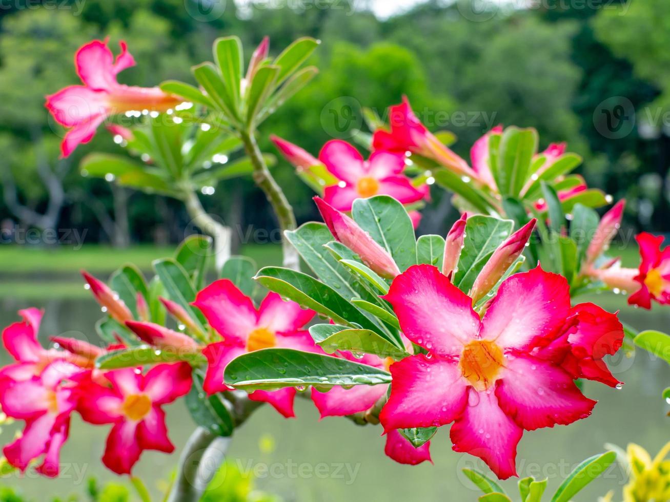 bellissimi fiori con gocce di rugiada foto