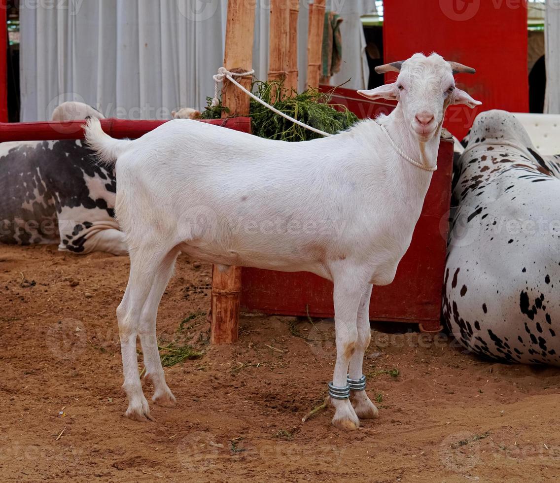 giovane capra bianca in piedi sulla sabbia foto