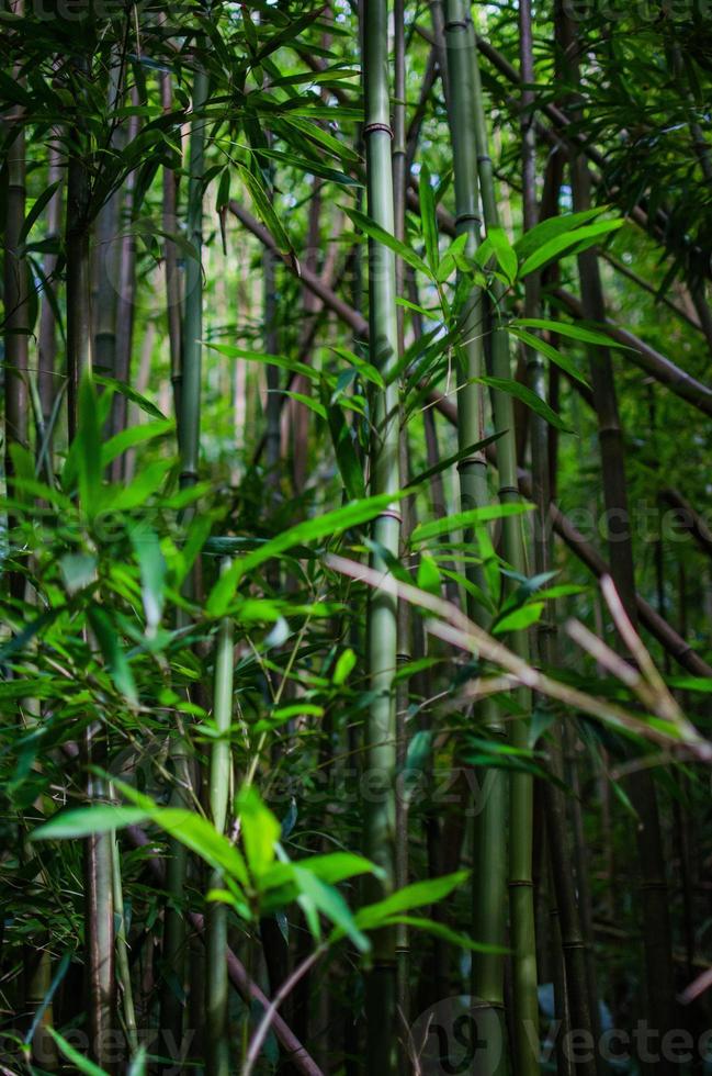 bambù foto