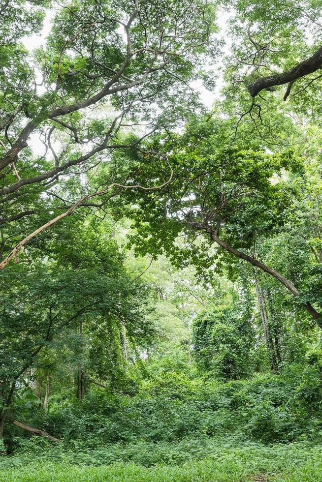 giungla della foresta pluviale tropicale in tailandia foto