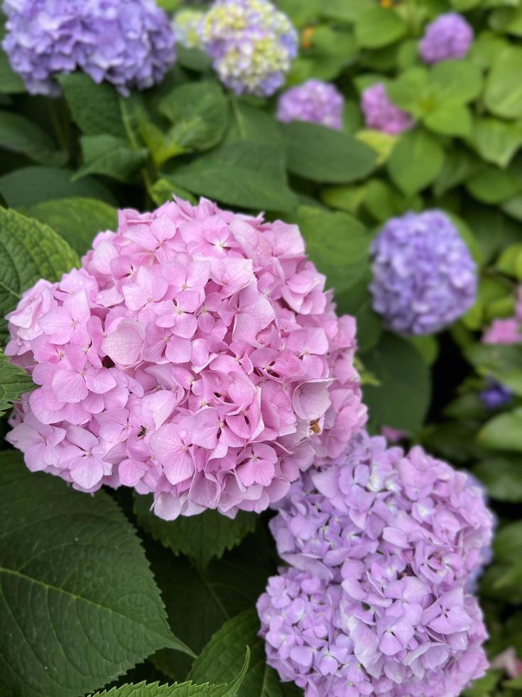 fiore di ortensia. natura estiva. belle piante all'aperto. contrasti di verde e fiori. rosa e viola. fauna foto