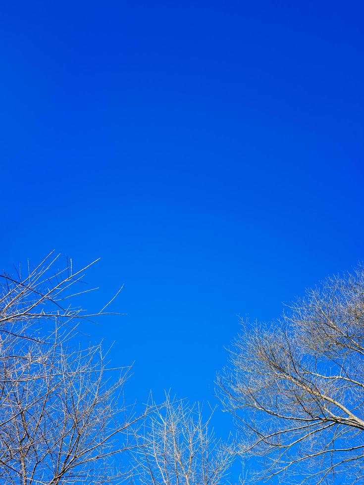 albero nella stagione primaverile con cielo blu al mattino. foto