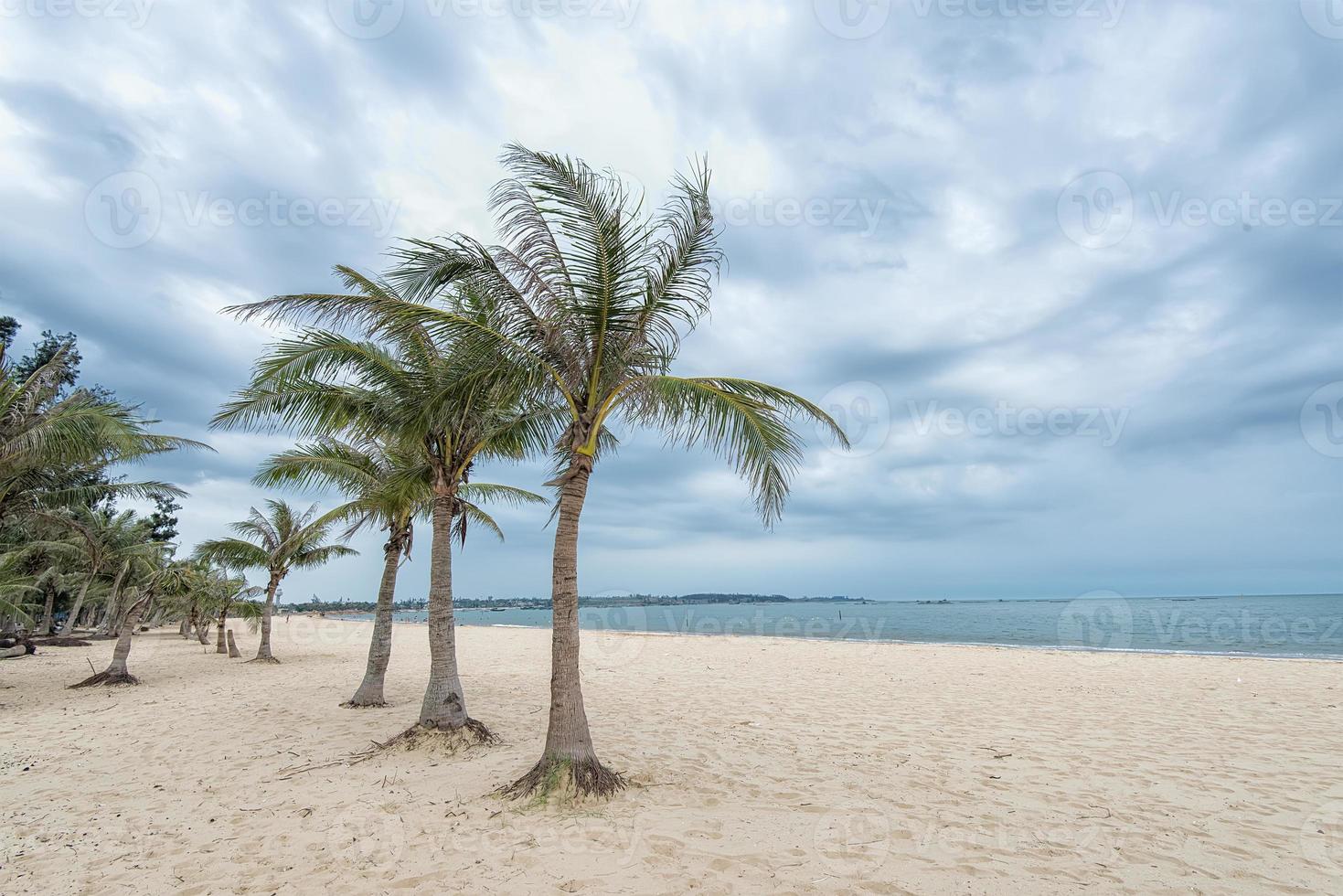 spiaggia contornata da palme foto