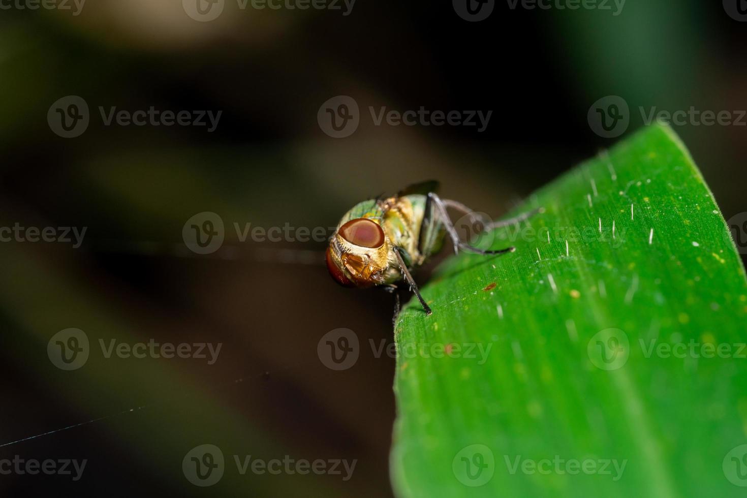 foto macro di mosche allo stato brado