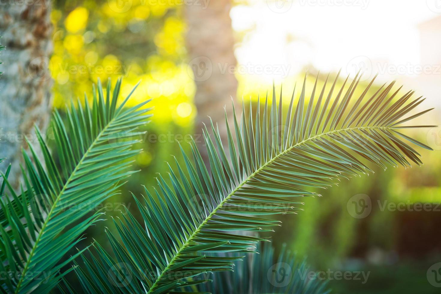 primo piano tropicale della palma foto
