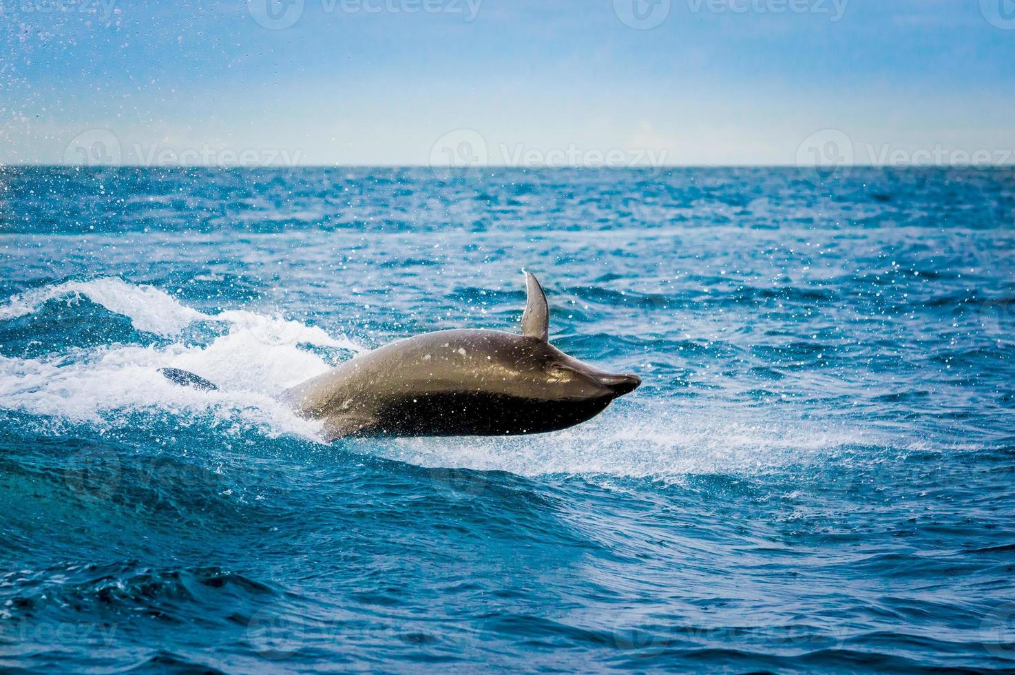 bellissimo delfino giocoso che salta nell'oceano foto