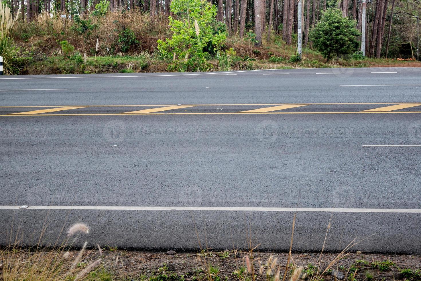 strada asfaltata nella foresta foto