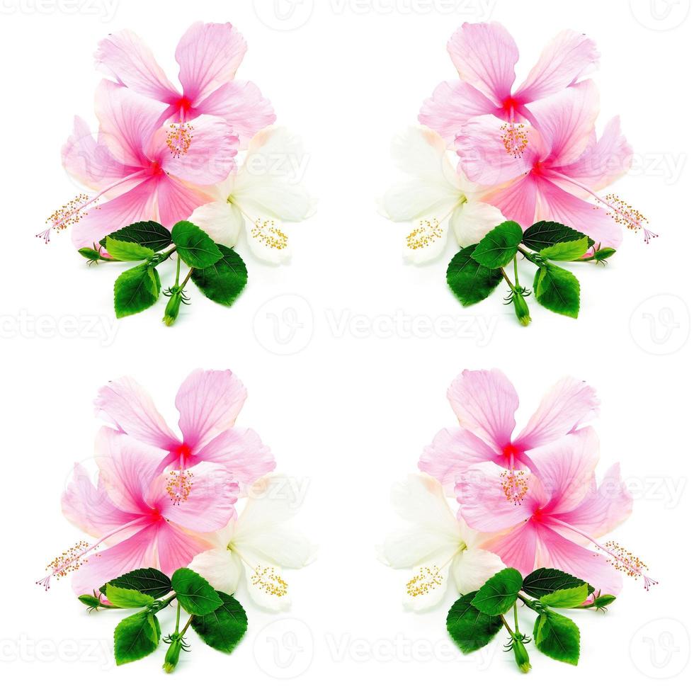 Hisbiscus rosa e bianco foto