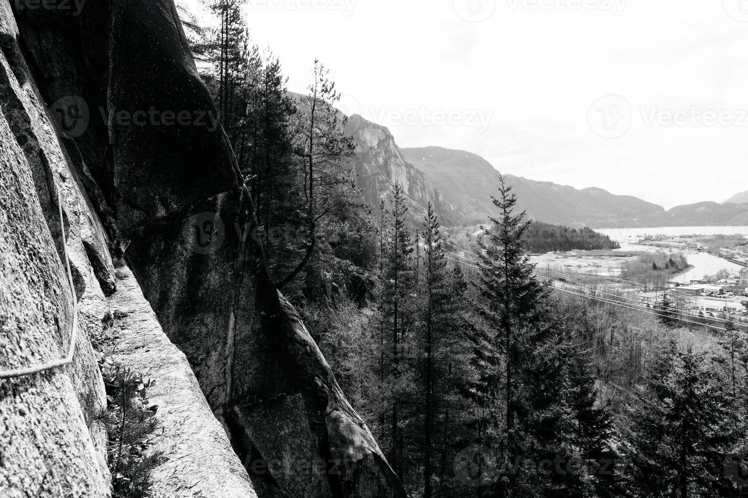 foresta in bianco e nero foto