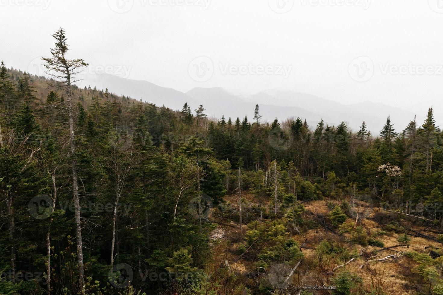 vista su una foresta foto