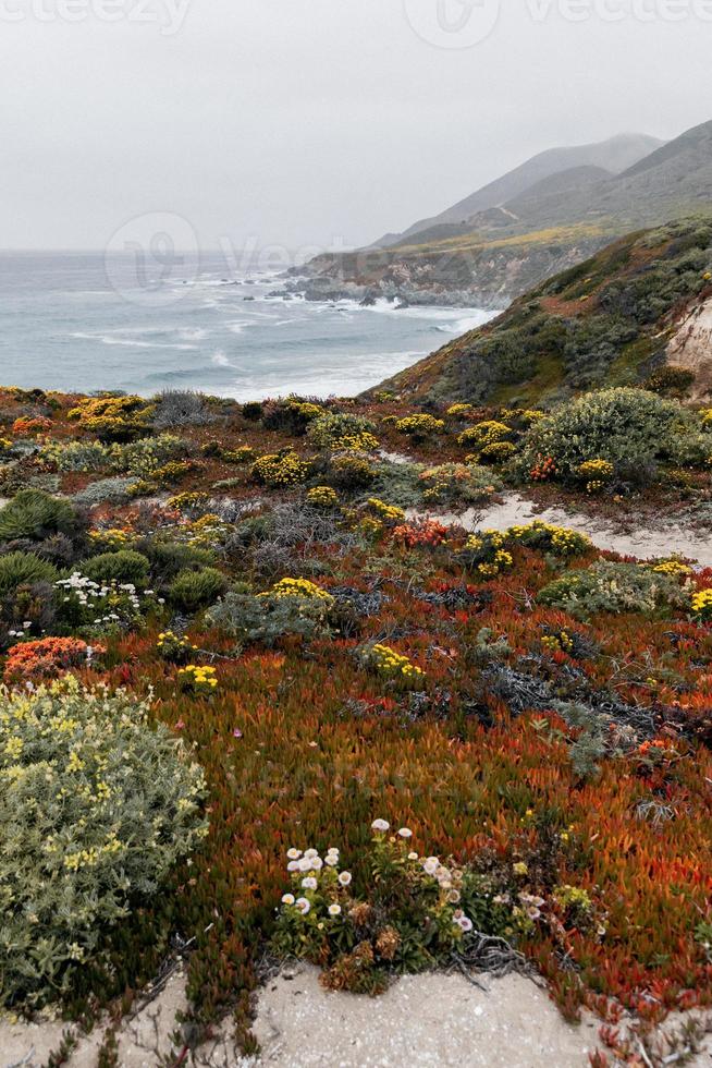 piante di dune sulla spiaggia foto