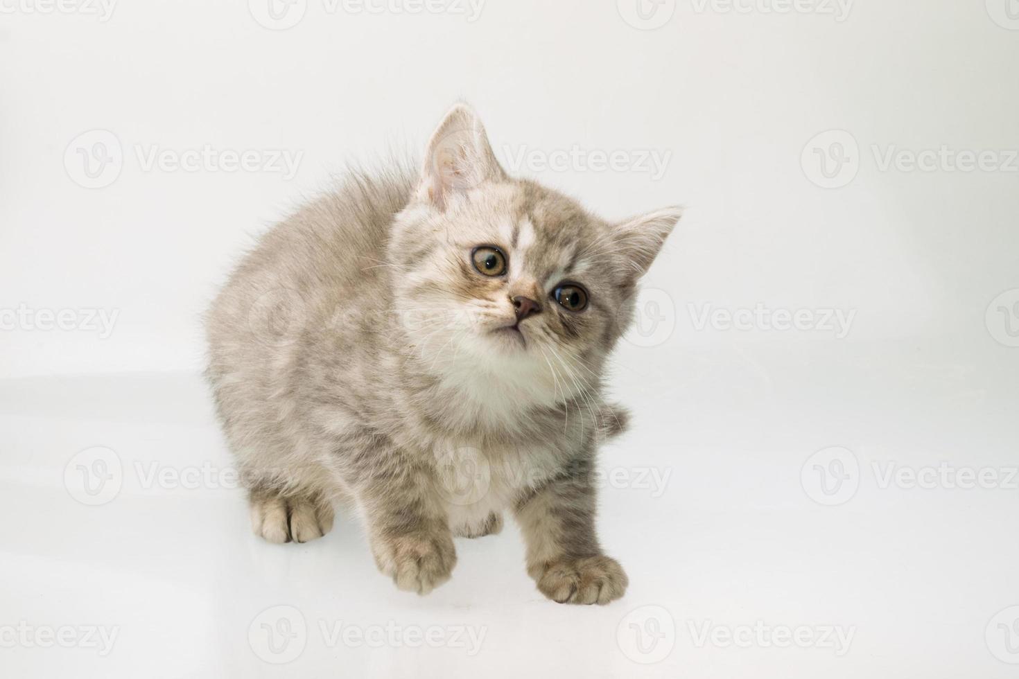 gatto scottish fold su sfondo bianco foto