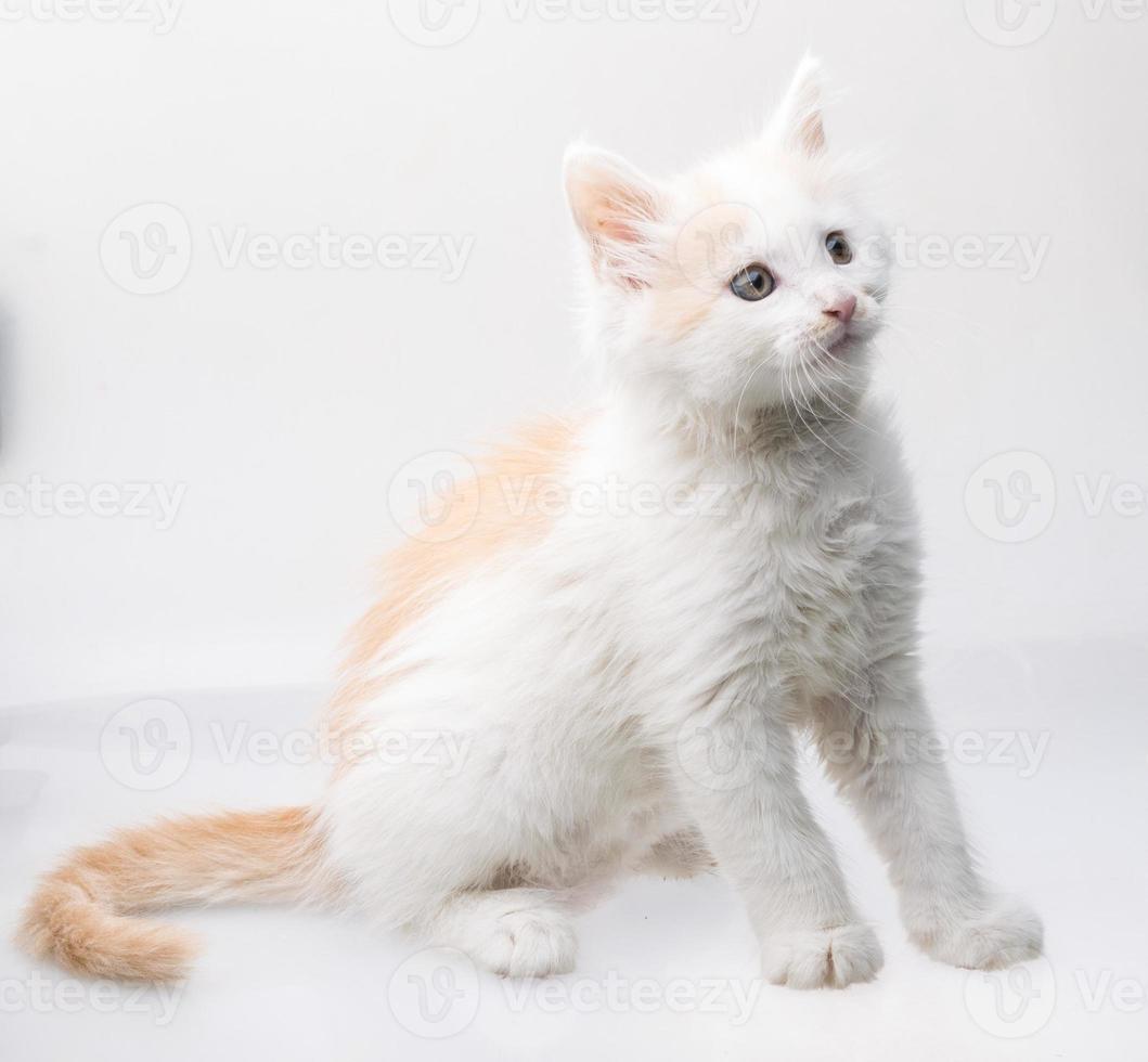 gatto maine coon su sfondo bianco foto