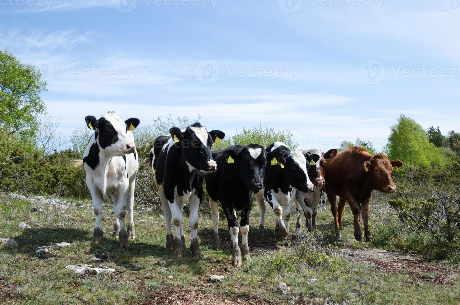 cercando bestiame foto