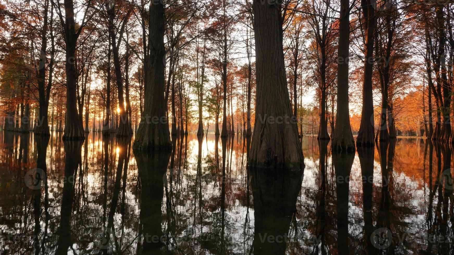 la vista del bosco con gli alberi che crescono sull'acqua foto