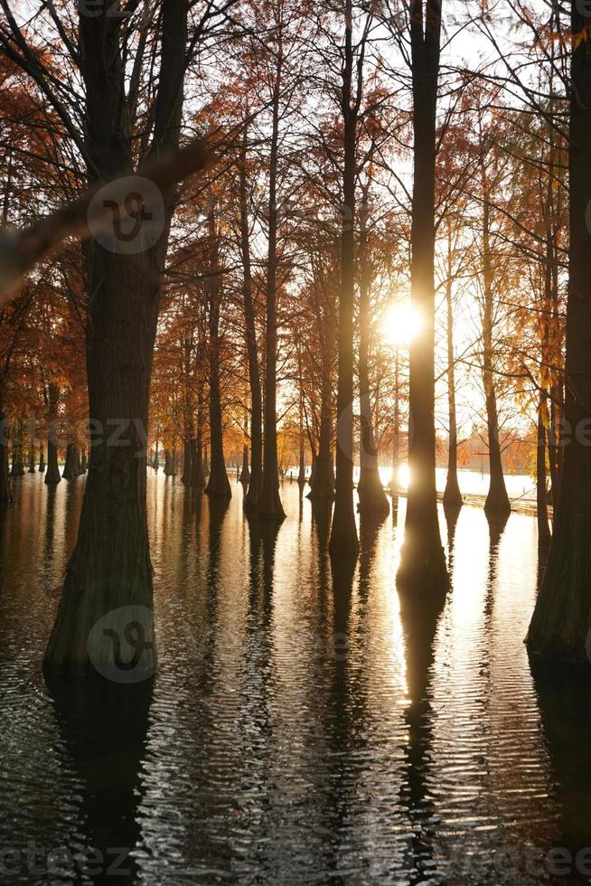 la vista del bosco con gli alberi che crescono sull'acqua foto