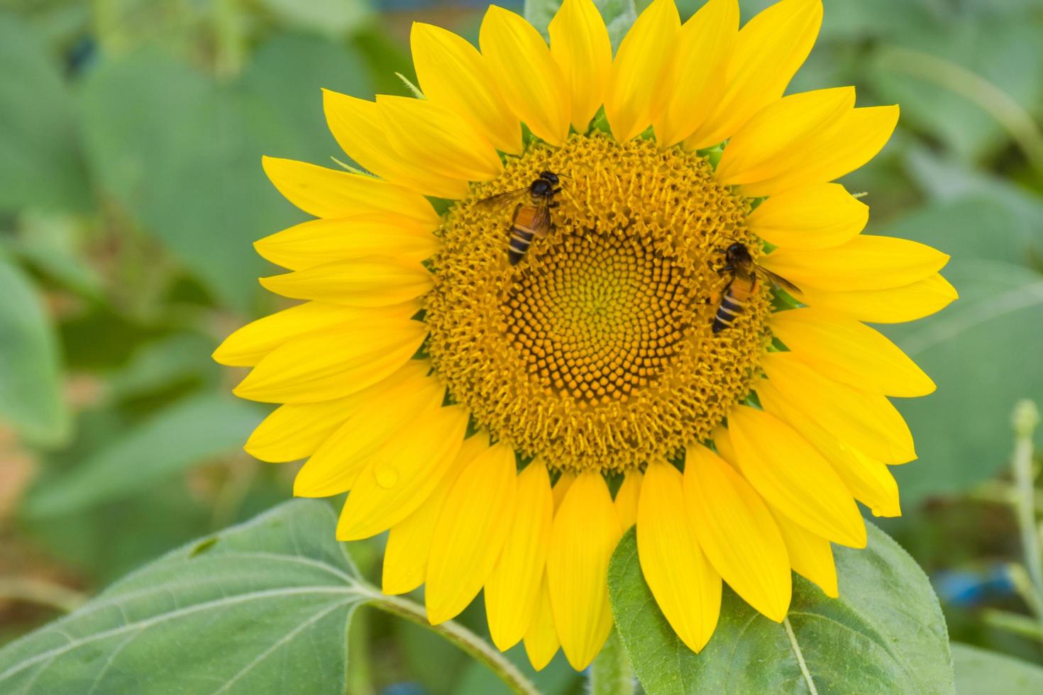 campi di girasole gialli in piena fioritura in un'attrazione turistica nel sud della thailandia.2 foto