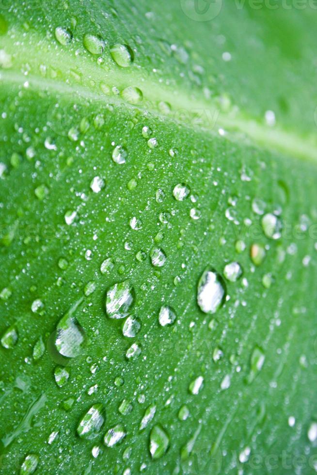 goccia d'acqua sulle foglie banana in fattoria thailandia foto