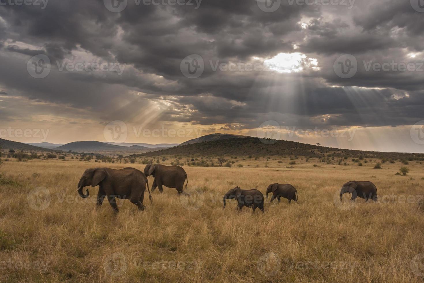 famiglia di elefanti che marciano attraverso la savana foto