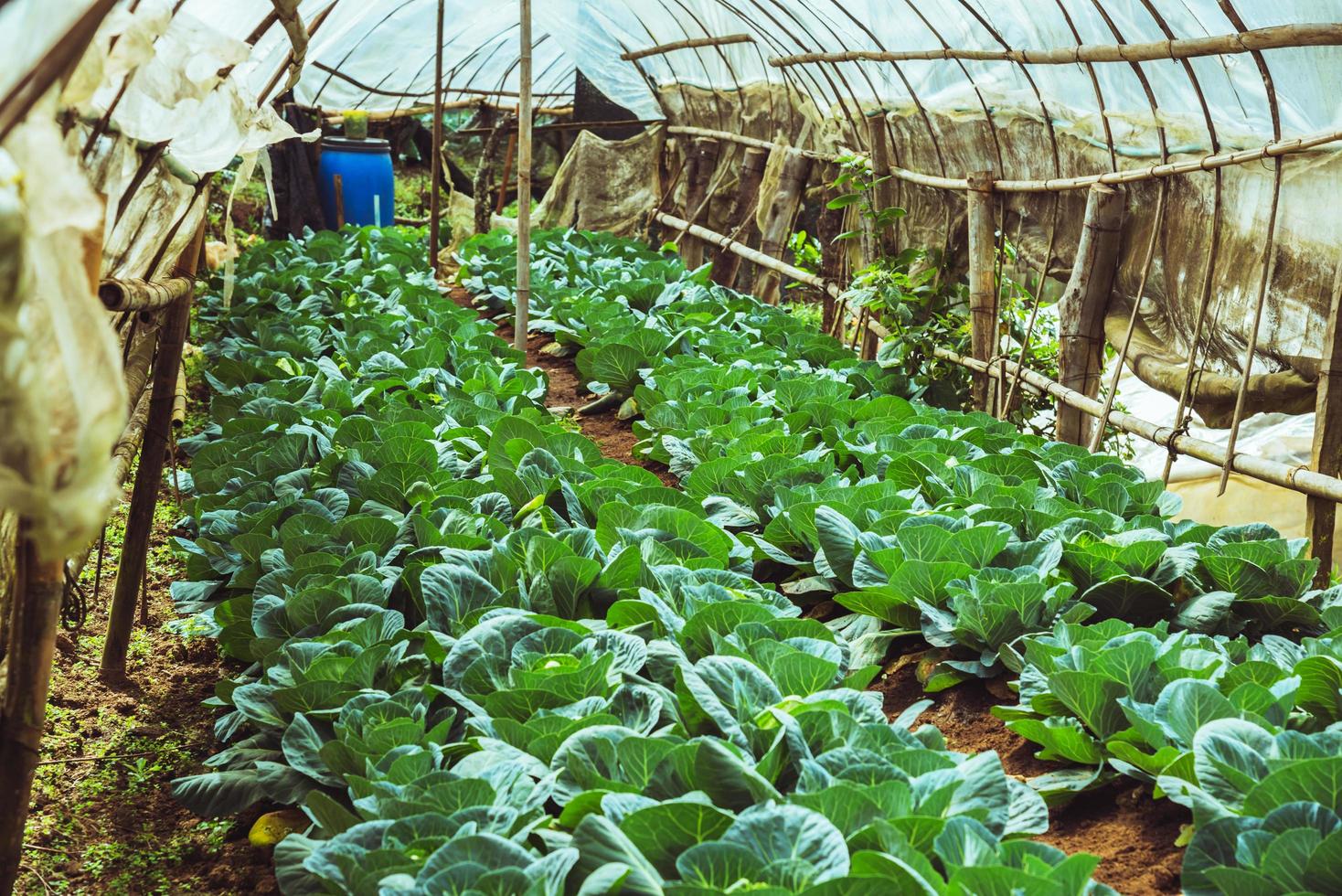 gli agricoltori coltivano cavoli nell'orto. foto