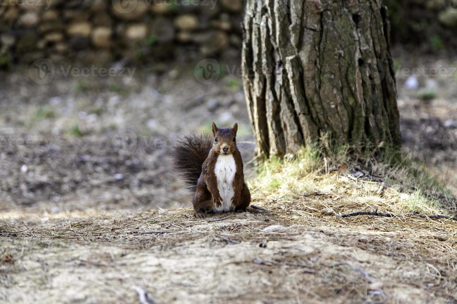 scoiattolo in piedi nella foresta foto