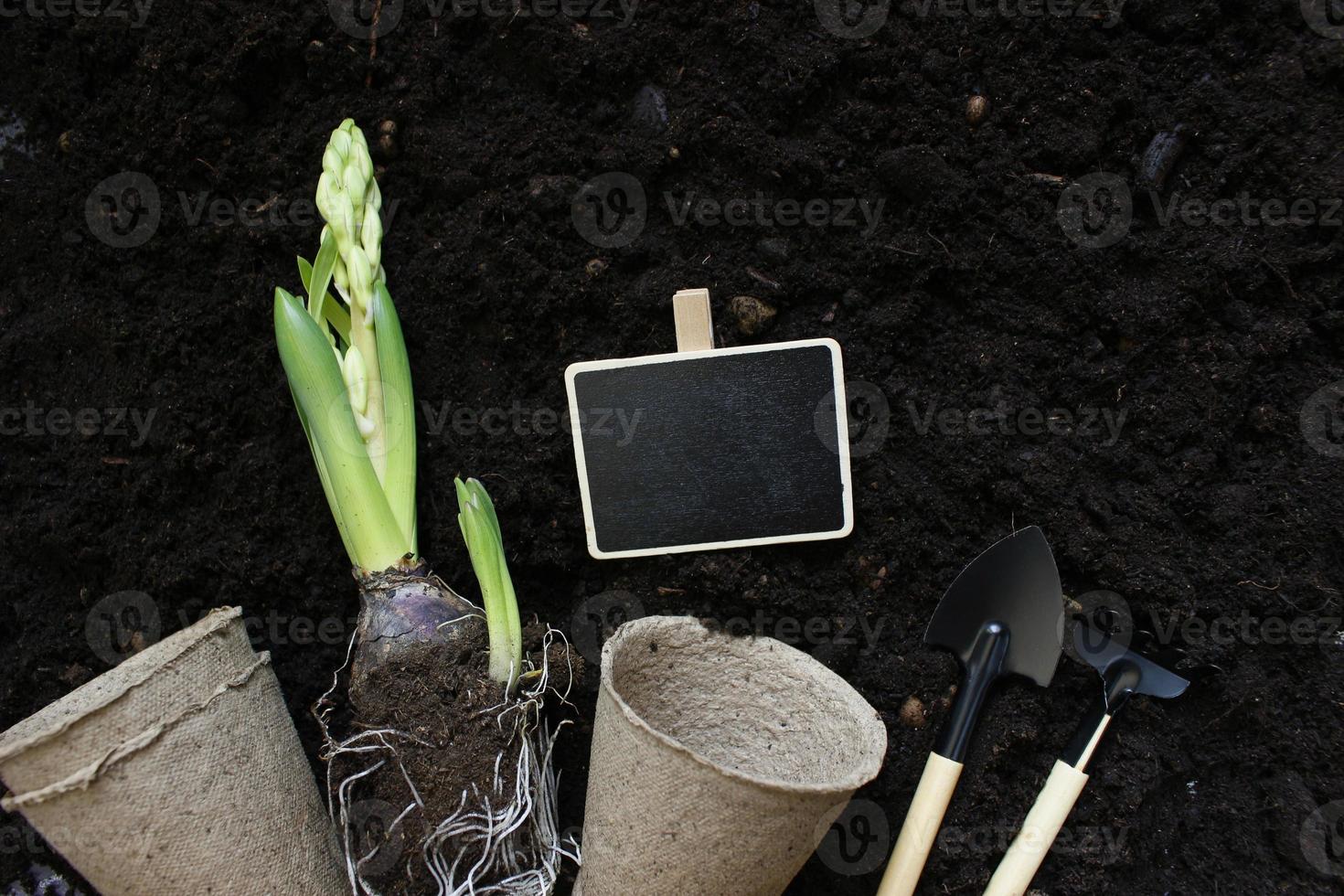 attrezzi e piante da giardinaggio. concetto di lavori di giardino primaverile. copia spazio. messa a fuoco selettiva foto