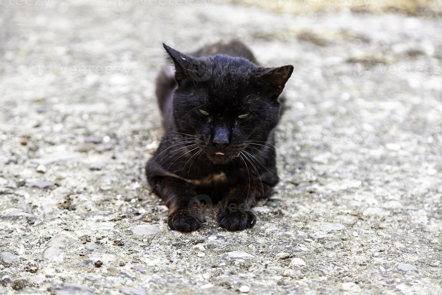 gatto nero per strada foto