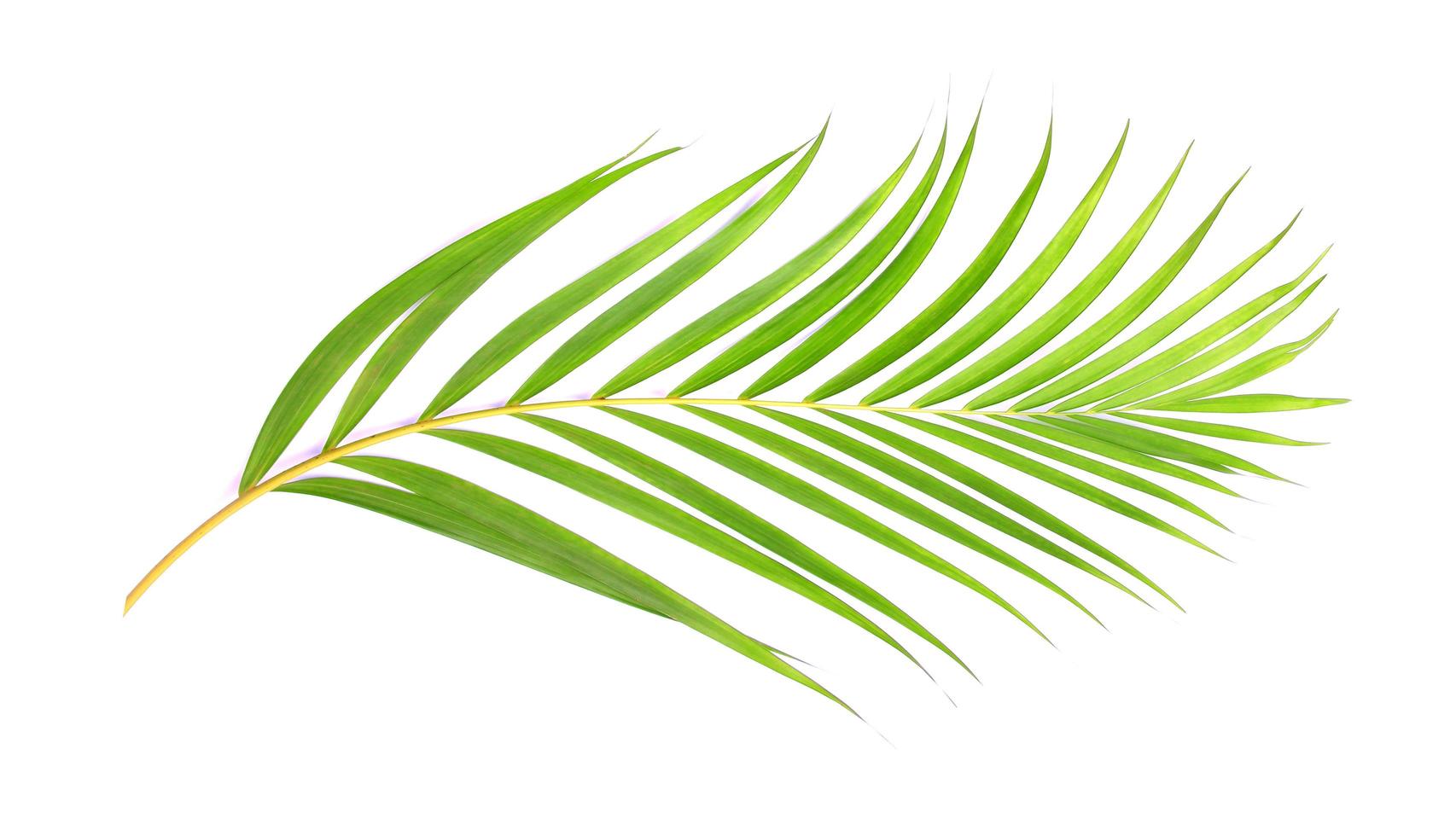 foglia verde di palma su sfondo bianco foto