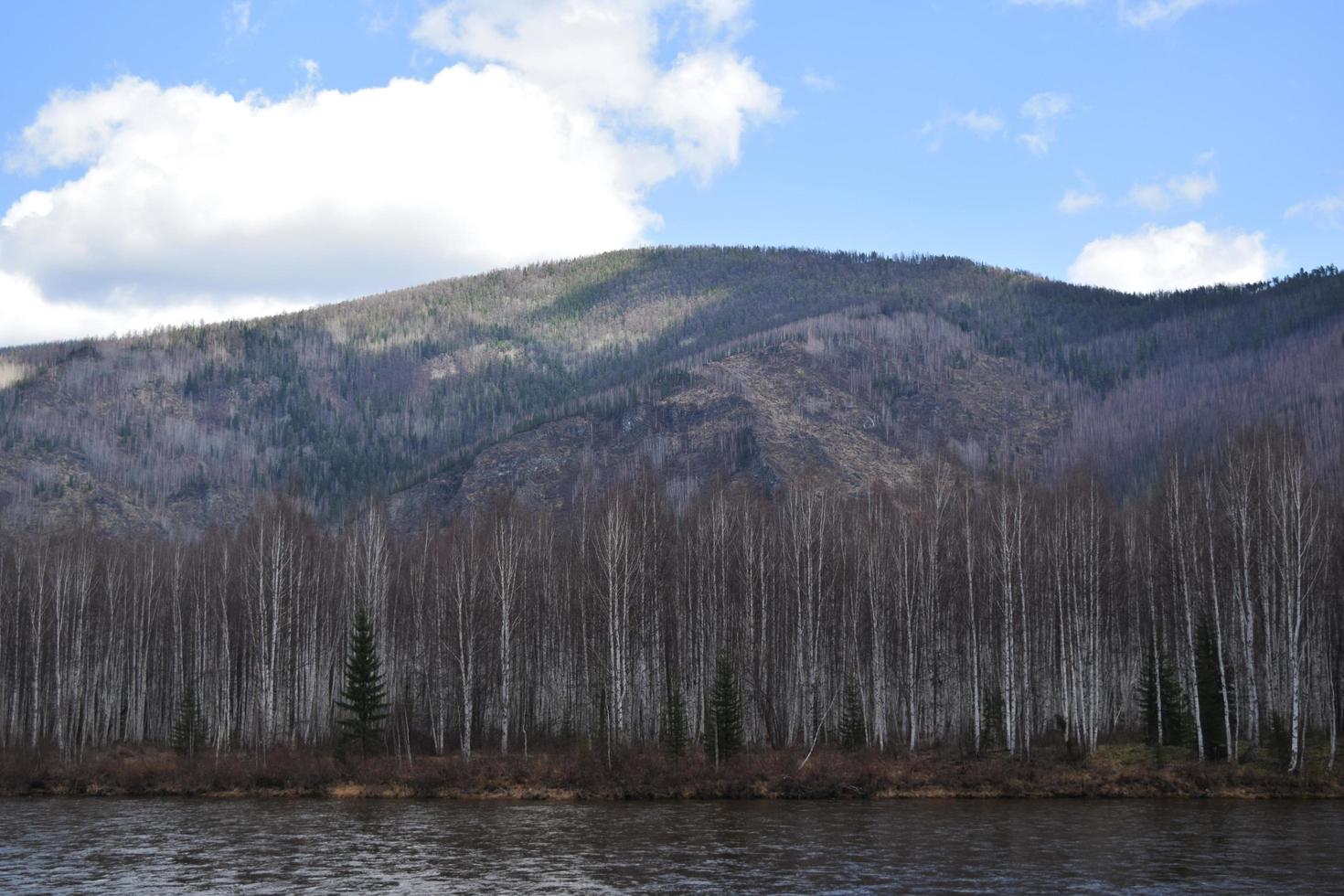 taiga impraticabile sulla riva dello yenisei foto