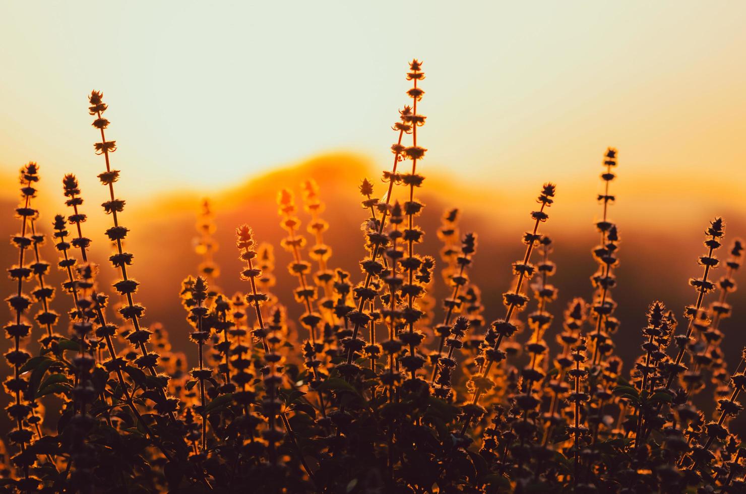 fiori di alberi di basilico dolce con sfondo di alba al mattino. foto