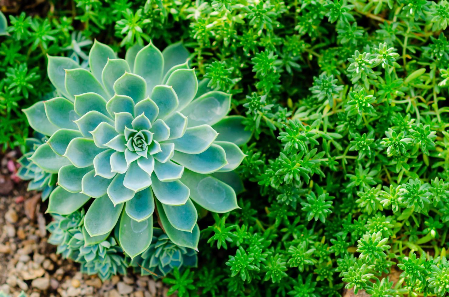 echeveria ibrido che è una pianta succulenta tollerante alle correnti d'aria nel giardino. foto