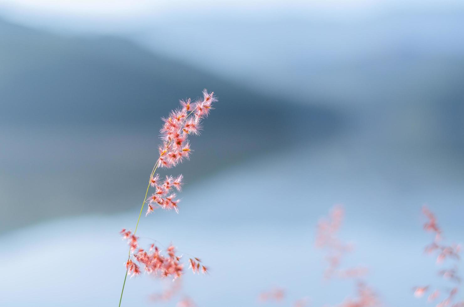 fuoco sfocato di erba natale rosa con sfondo dalla montagna e dal lago. foto