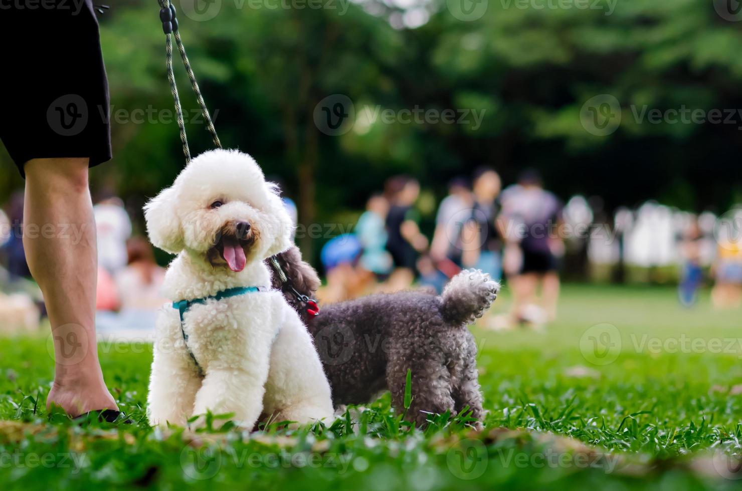 un adorabile barboncino che al guinzaglio del cane seduto sull'erba verde con il proprietario mentre cammina al parco. foto