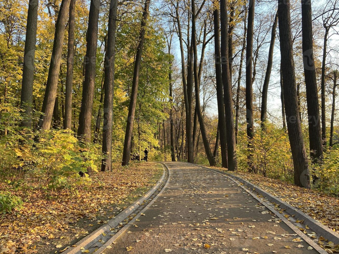 parco autunnale, colore rosso arancio giallo dell'autunno foto