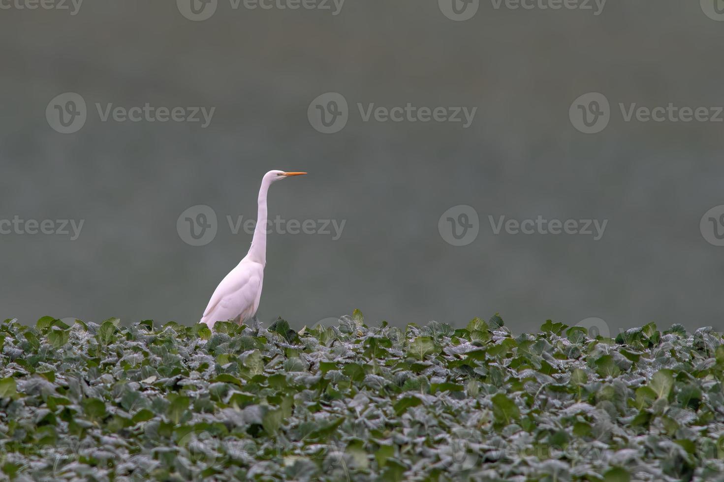 un airone bianco maggiore cerca cibo in un campo ghiacciato in inverno foto