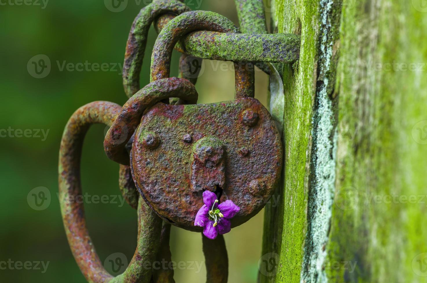 una serratura arrugginita con un fiore viola in una foresta foto