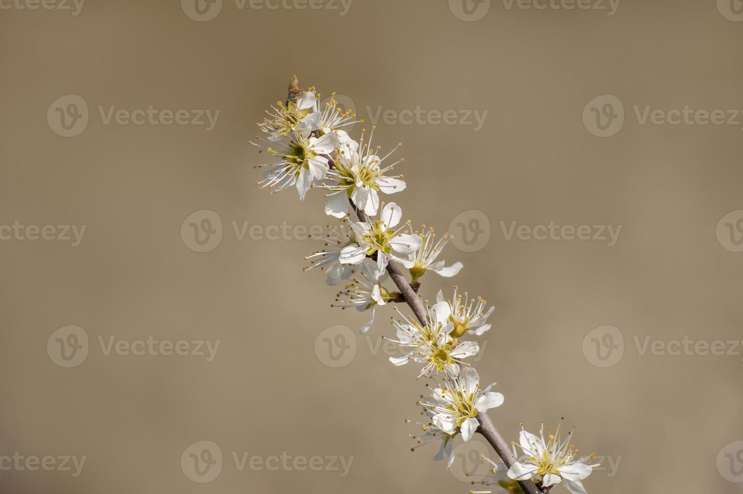 molti fiori su un ramo di un susino foto