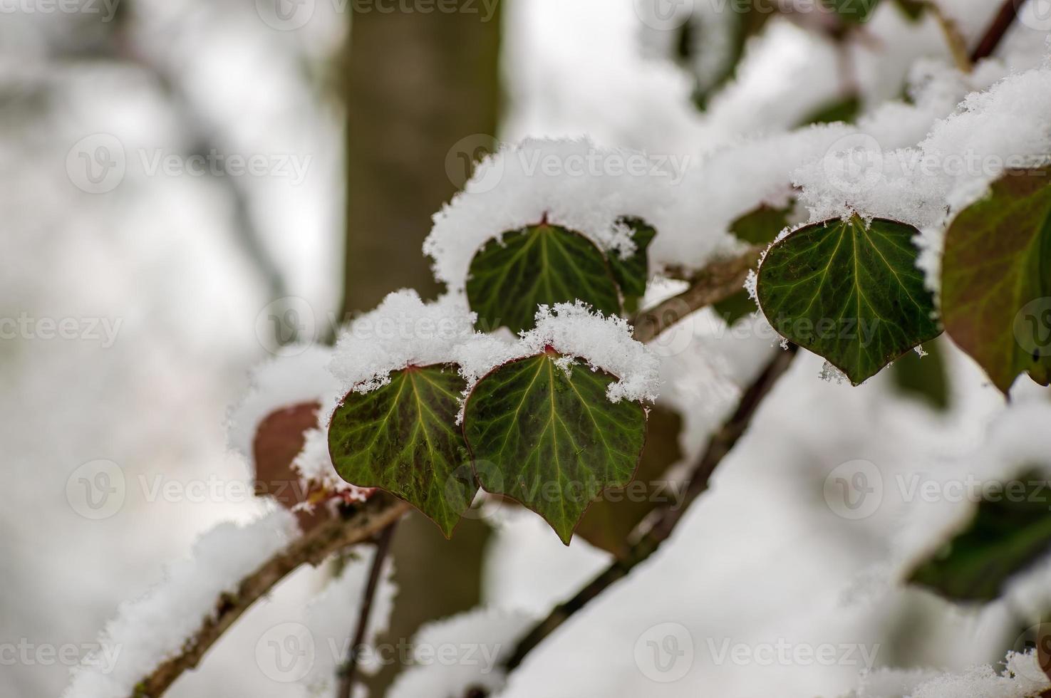 un ramo con foglie di edera verde nella foresta invernale foto