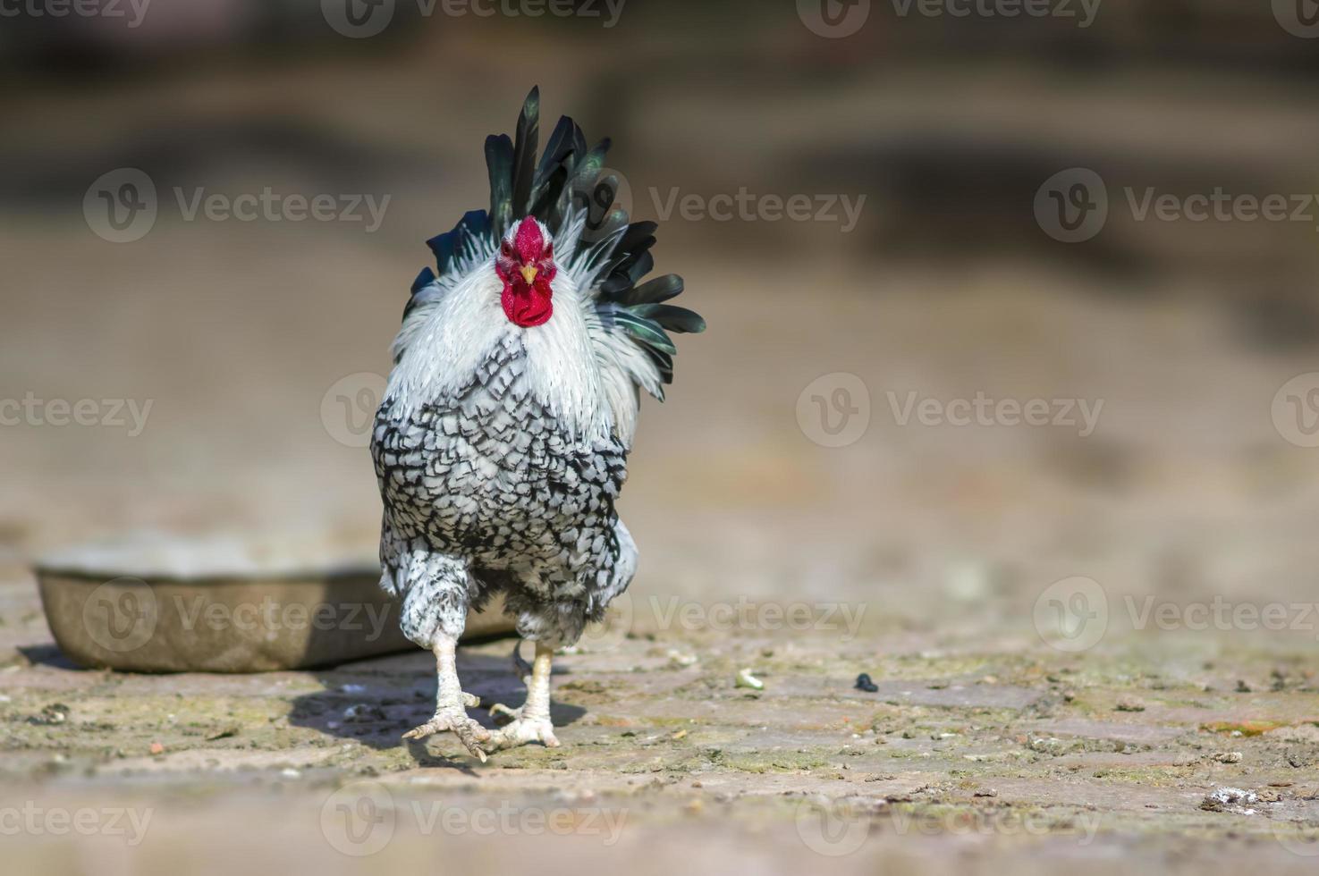 un gallo di pollame domestico su un cortile di pollo foto