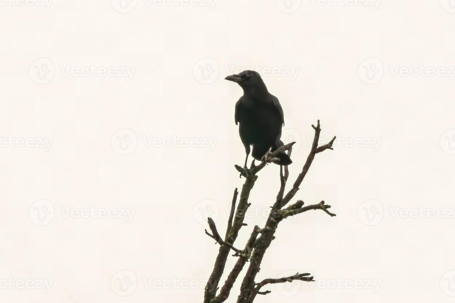 un corvo siede su un vecchio albero spoglio foto