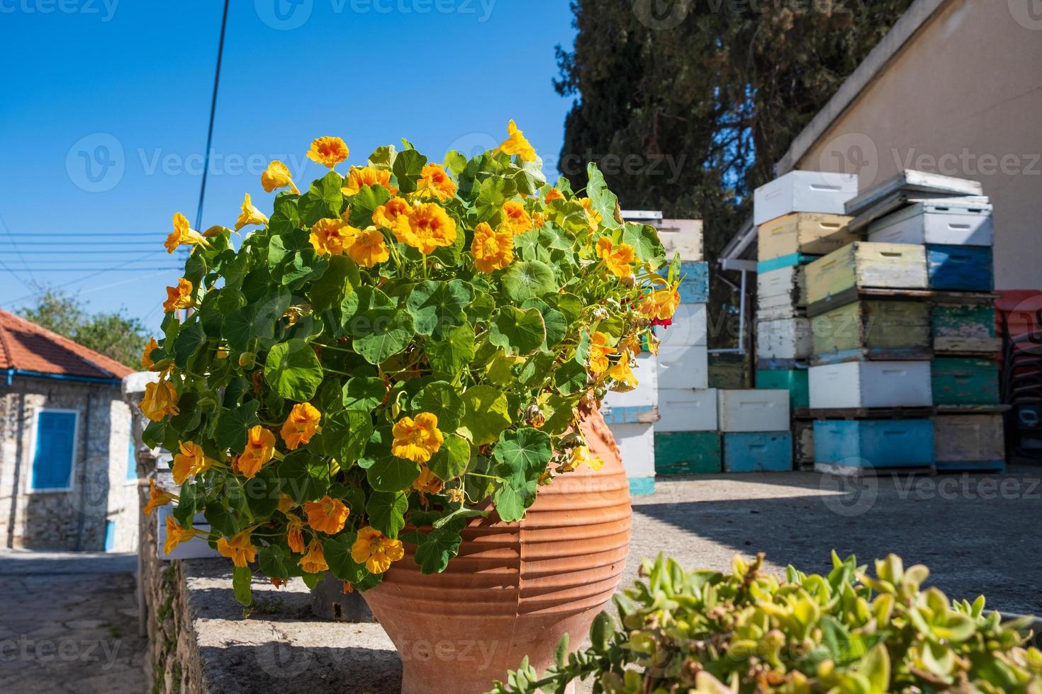vaso di fiori e alveari nel backgorund nel tradizionale villaggio di kato drys a cipro foto