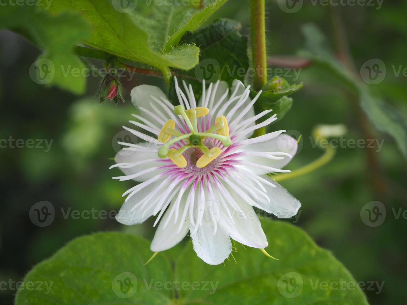 Close up fetido passiflora, scarletfruit passiflora, puzzolente passiflora,passiflora foetida in giardino foto