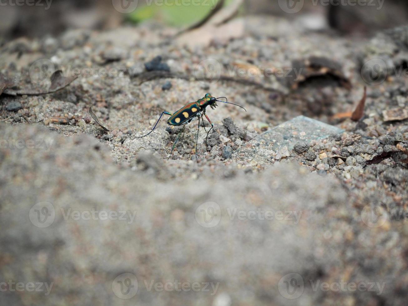 scarabeo tigre o cicindela campestris che cammina per terra, il motivo è molto carino e bello foto