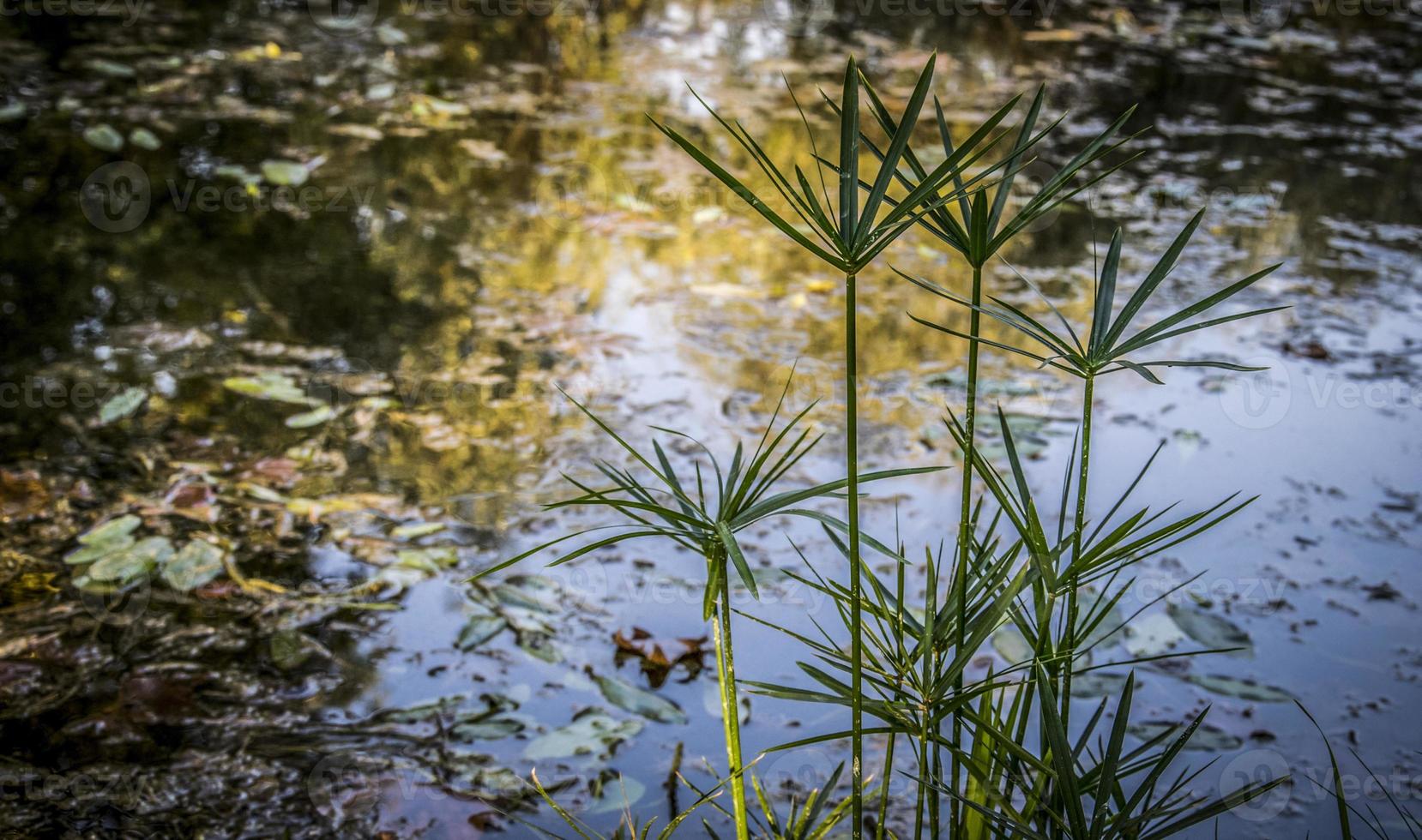 piante e acqua in riva al lago a fine estate foto