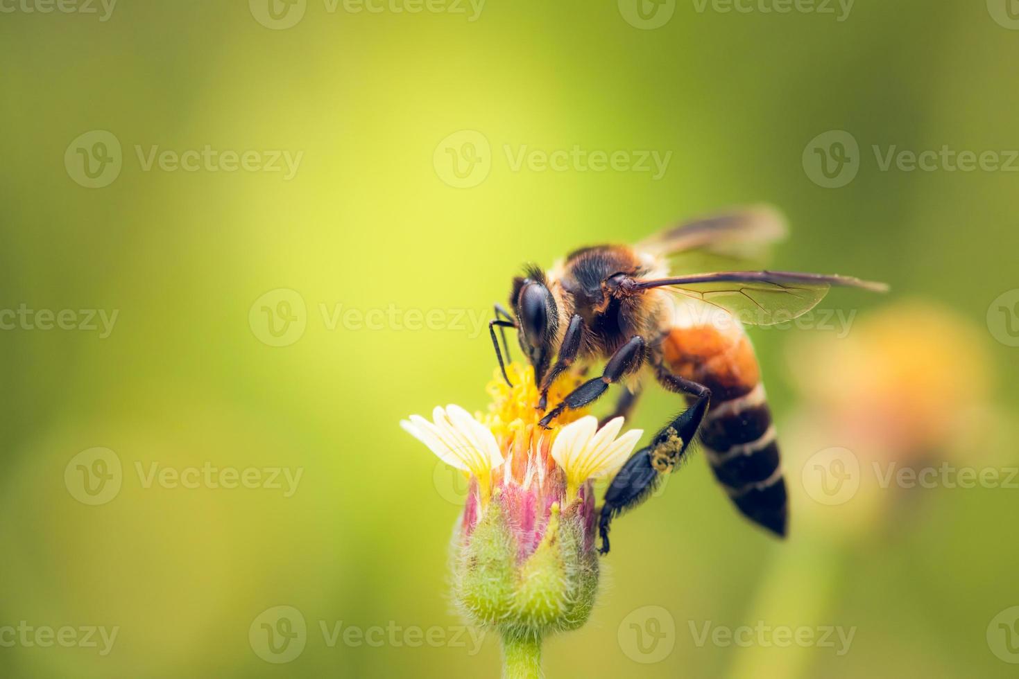 un'ape appollaiata sul bel fiore foto