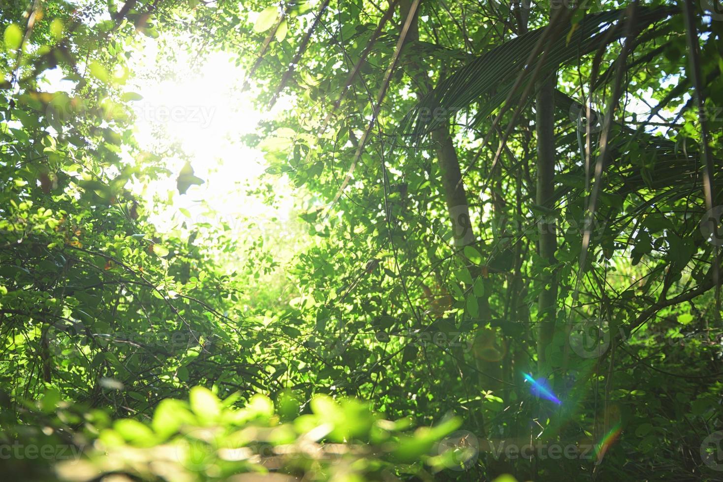 bella foglia verde naturale e sfocatura astratta bokeh sfondo chiaro foto