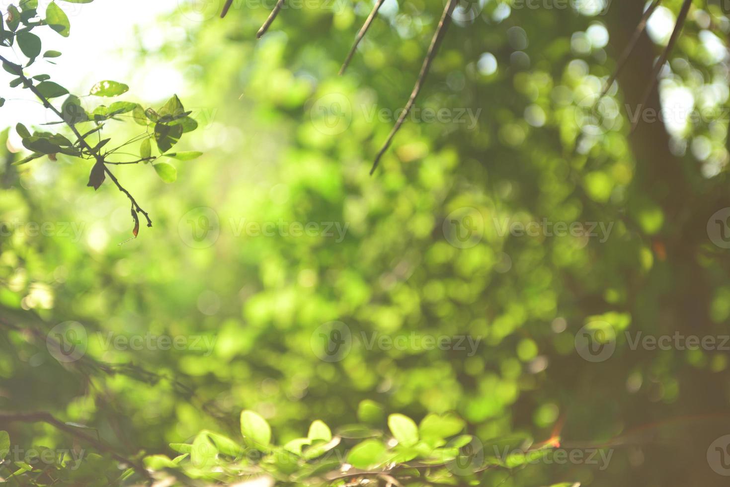 bella foglia verde naturale e sfocatura astratta bokeh sfondo chiaro foto