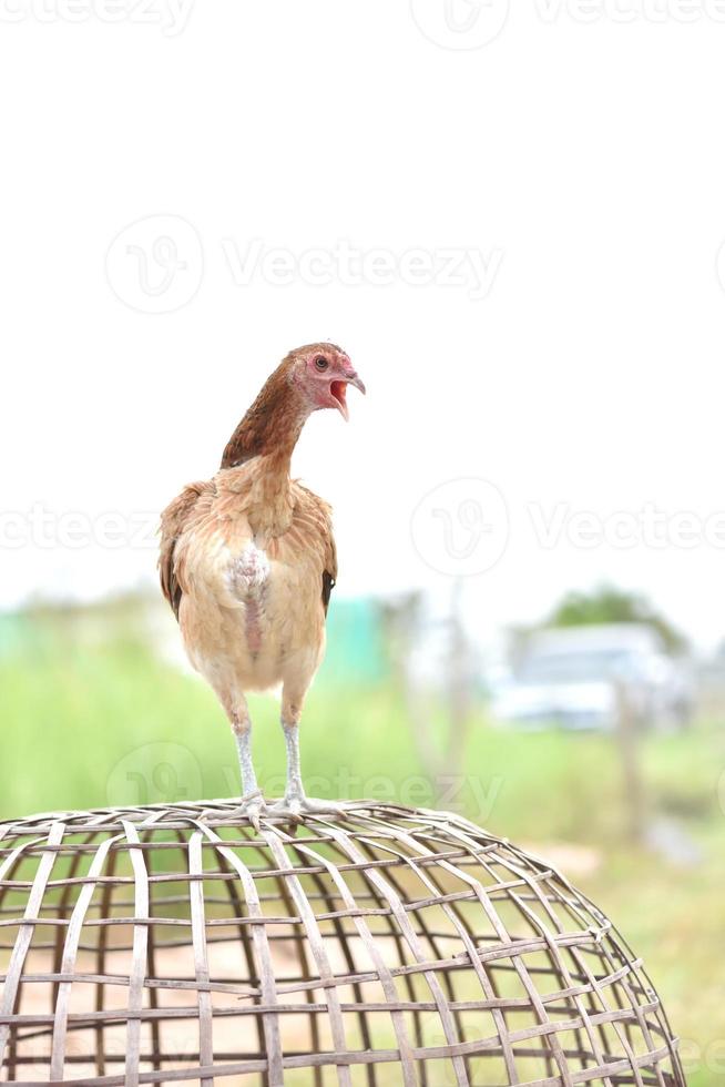 pollo tailandese in piedi sul pollaio marrone in fattoria foto